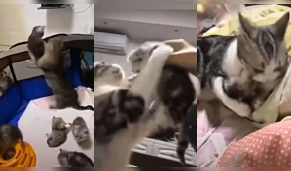 La gata no se despega de sus mininos en ningún momento. Foto: captura de TikTok La gata no se despega de sus mininos en ningún momento. Foto: captura de TikTok