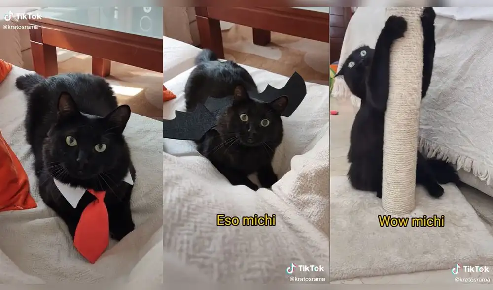La dueña de la mascota compartió todas las travesuras de su gato. Foto: captura de TikTok La dueña de la mascota compartió todas las travesuras de su gato. Foto: captura de TikTok