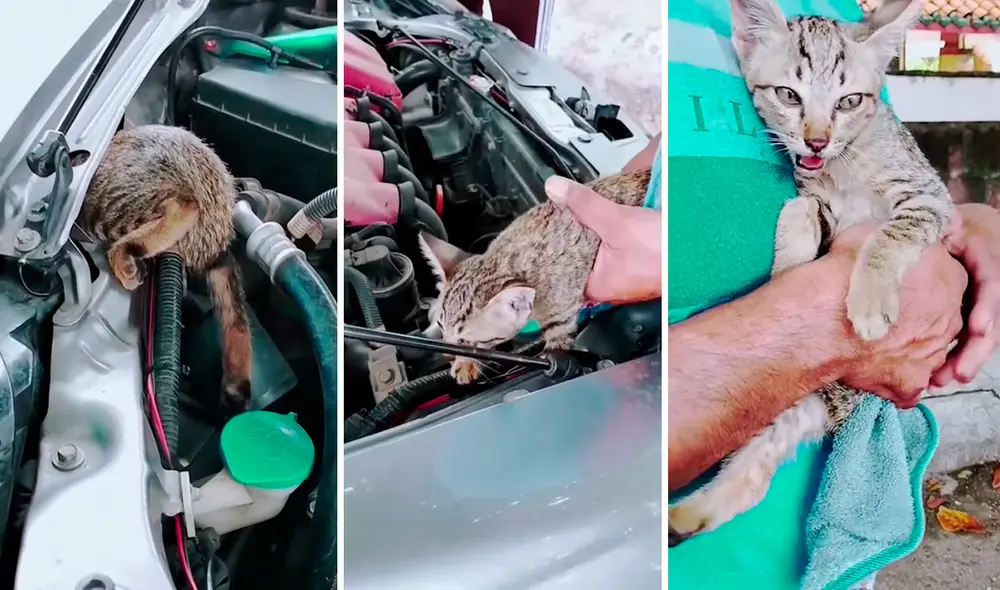 Alarmado por la situación, un hombre puso en marcha un plan para ayudar a un indefenso animal que no paraba de maullar por el susto. Foto: captura de YouTube