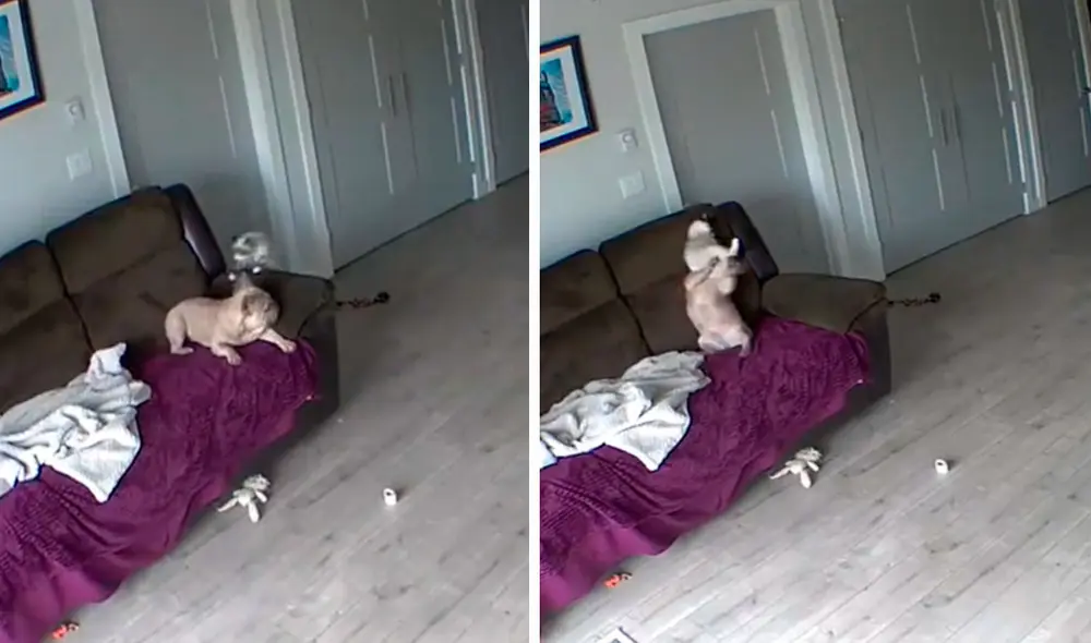 Un joven revisó la grabación de su cámara de seguridad, sin imaginar que se llevaría una sorpresa protagonizada por sus mascotas. Foto: captura de YouTube