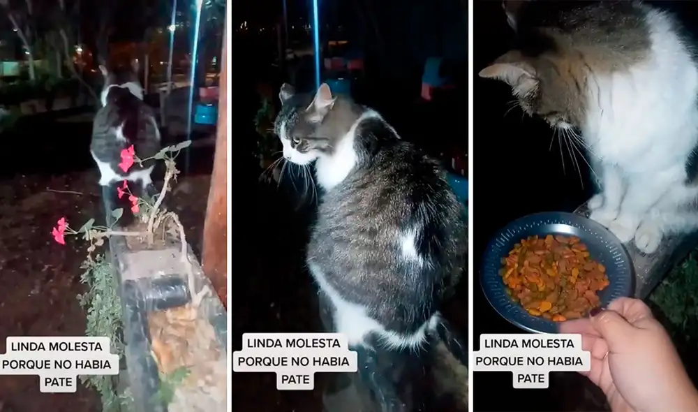 Una joven no pudo conseguir paté y compró croquetas para alimentar a una gatita; sin embargo, no pensó que esta la iba a rechazar. Foto: captura de Facebook Una joven no pudo conseguir paté y compró croquetas para alimentar a una gatita; sin embargo, no pensó que esta la iba a rechazar. Foto: captura de Facebook