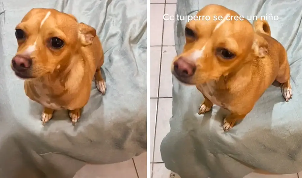 El clip obtuvo alrededor de 6 millones de reproducciones. Foto: TikTok