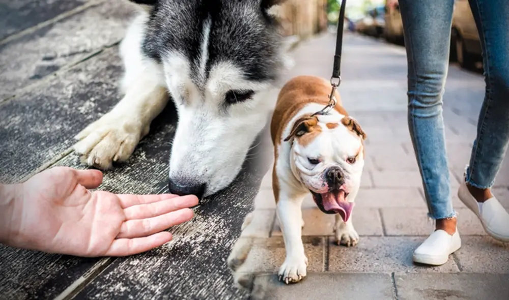 Los perros, al ser animales de manada, necesitan disciplina en su vida. Foto: composición LR / Gerson Cardoso / difusión