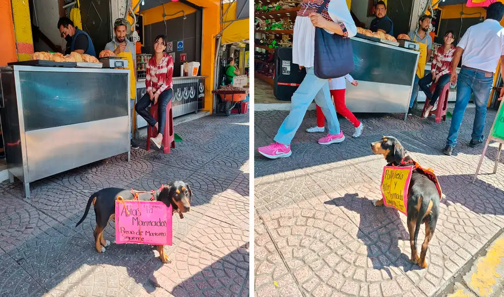 El perrito se convirtió en toda una sensación entre los asistentes de un mercado en México. Foto: captura de Facebook El perrito se convirtió en toda una sensación entre los asistentes de un mercado en México. Foto: captura de Facebook