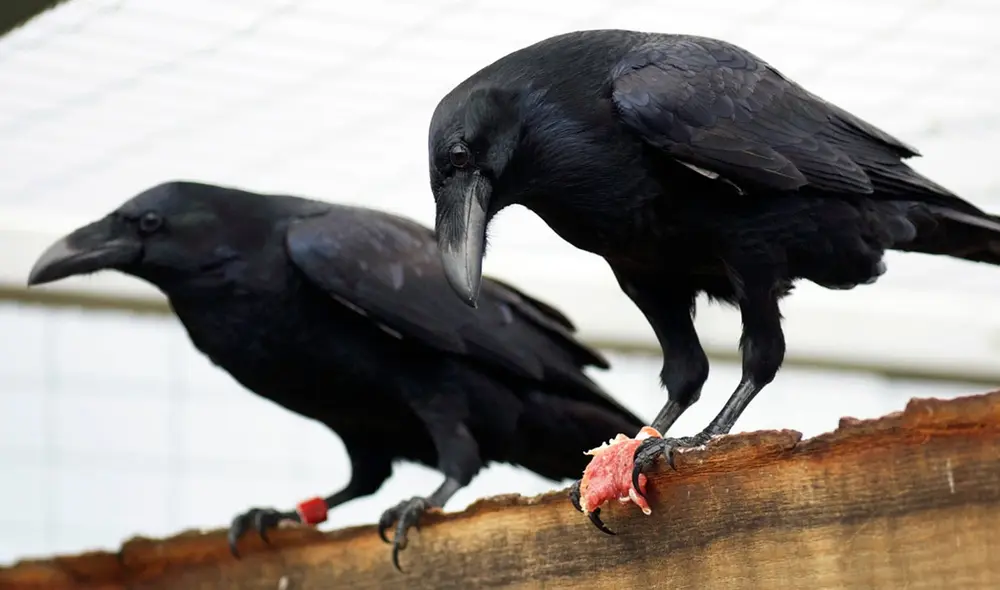 Soñar con cuervos cuenta con distintos significados, de acuerdo al contexto con el que se desarrolla. Foto: mundoanimal