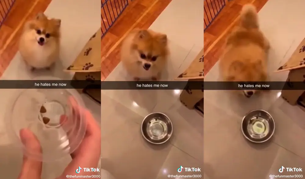 Al parecer, al cachorro no le agradó la ración de comida que le dio su dueña. Foto: captura de TikTok Al parecer, al cachorro no le agradó la ración de comida que le dio su dueña. Foto: captura de TikTok