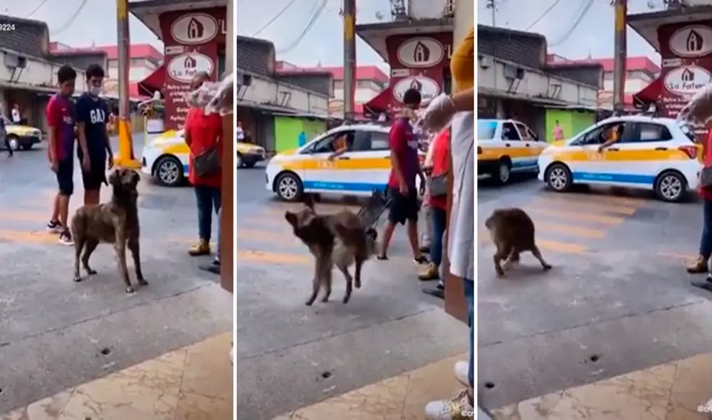 El perrito enamoró a miles con su tierna estrategia para conseguir comida. Foto: captura de TikTok