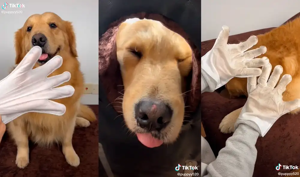 El hombre restregó sus manos por todo el cuerpo de su mascota. Foto: captura de TikTok El hombre restregó sus manos por todo el cuerpo de su mascota. Foto: captura de TikTok