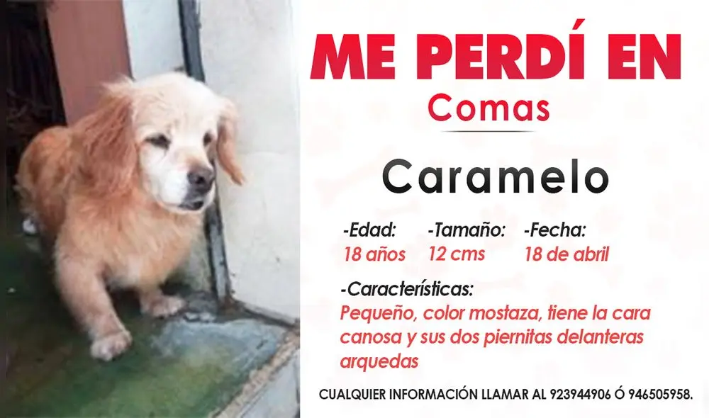 Si tienes alguna información que ayude a Caramelo a regresar con su familia, puedes comunicarte con Tania a los siguientes números de celular 923 944 906 / 946 505 958 / 924 850 109 y 996 991 003. Foto: Composición LR. Si tienes alguna información que ayude a Caramelo a regresar con su familia, puedes comunicarte con Tania a los siguientes números de celular 923 944 906 / 946 505 958 / 924 850 109 y 996 991 003. Foto: Composición LR.