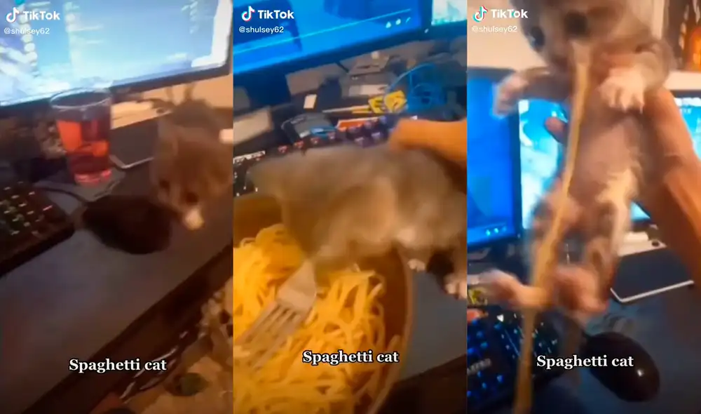 El gato logró su cometido pese a la intervención de su dueño. Foto: captura de TikTok El gato logró su cometido pese a la intervención de su dueño. Foto: captura de TikTok