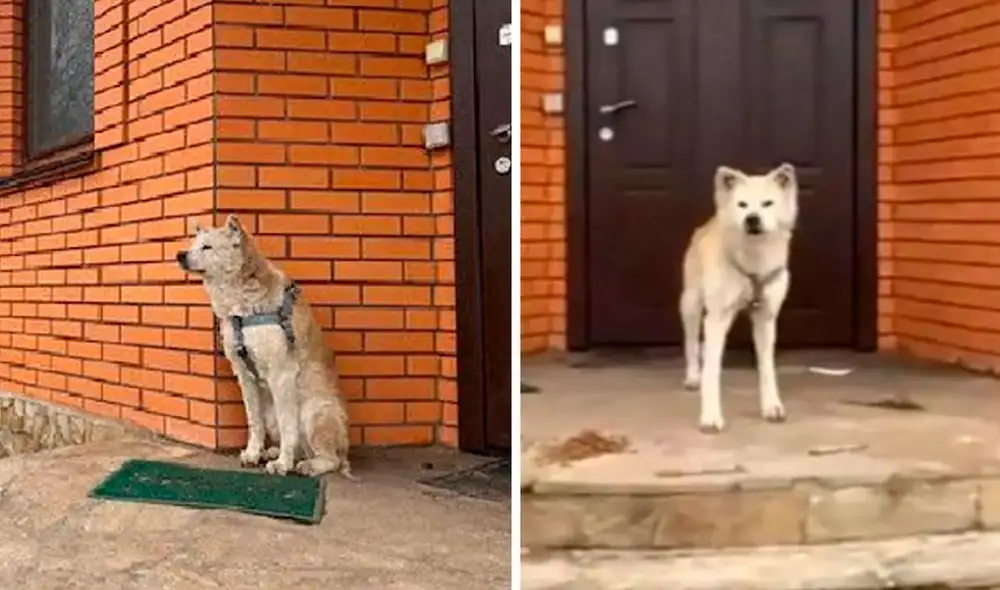 Por varias semanas, un perro se mantuvo en la puerta de su casa con la esperanza de reencontrarse con su dueña. Foto: captura de YouTube Por varias semanas, un perro se mantuvo en la puerta de su casa con la esperanza de reencontrarse con su dueña. Foto: captura de YouTube