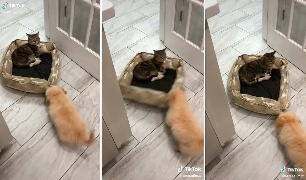 El perrito arrastró su cama con la intención de que el gato saliera de su espacio de descanso. Foto: captura de TikTok El perrito arrastró su cama con la intención de que el gato saliera de su espacio de descanso. Foto: captura de TikTok