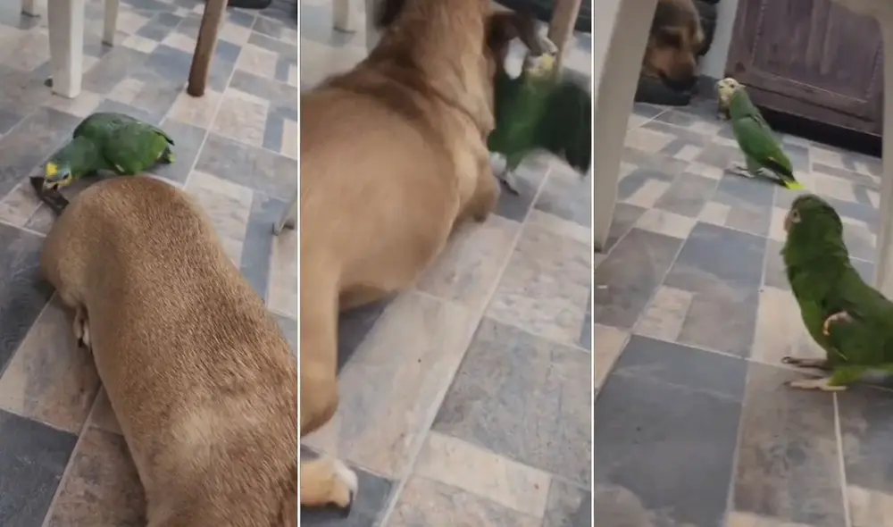 La viral escena compartida por @camilo2707cr tuvo más de 2 millones de reproducciones en poco tiempo. Foto: captura de Facebook