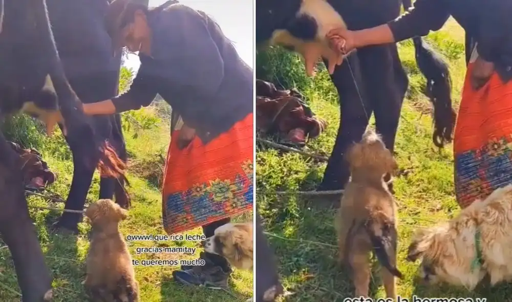 La viral escena compartida en redes por @juanpi.72 emocionó a miles de usuarios, quienes reaccionaron con emotivos comentarios. Foto: captura de TikTok