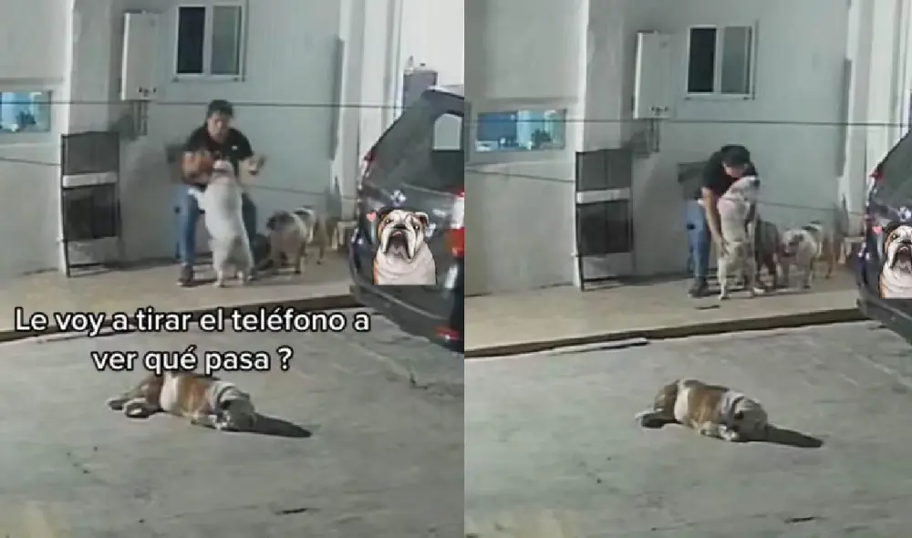 El perrito logró que su cuidadora se quede con él, dándole cariños. Foto: captura de TikTok El perrito logró que su cuidadora se quede con él, dándole cariños. Foto: captura de TikTok