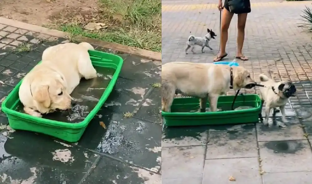 El perrito no quiso divertirse solo, por ello, buscó a sus demás amigos para que se bañen juntos. Foto: captura de TikTok