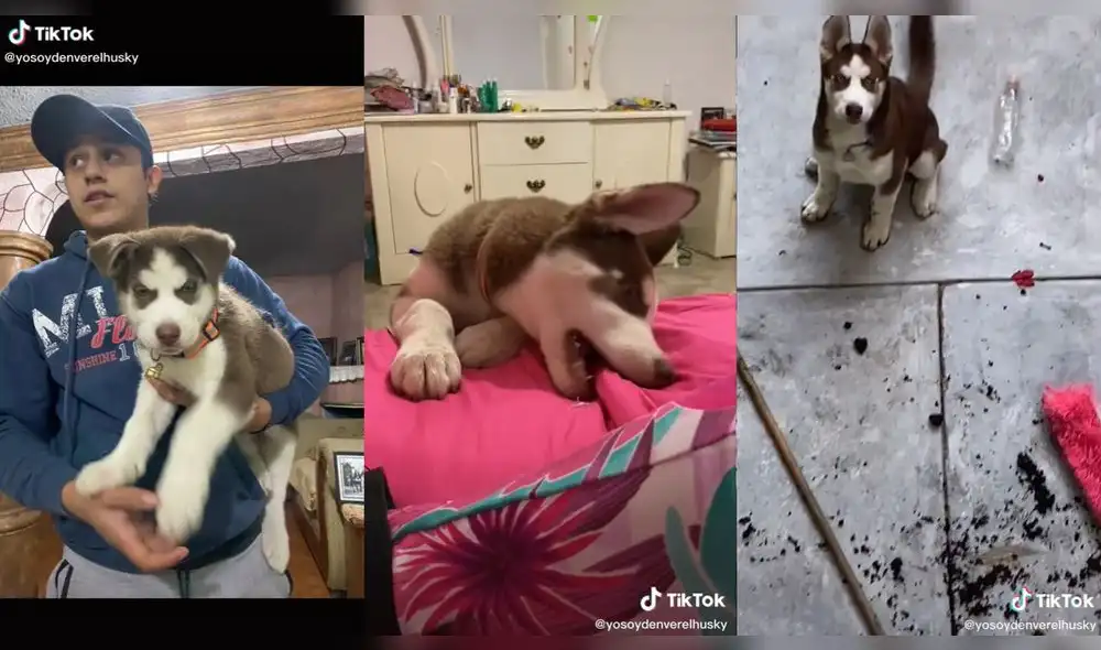 El perrito haciendo sus travesuras en casa. Foto: captura de TikTok El perrito haciendo sus travesuras en casa. Foto: captura de TikTok