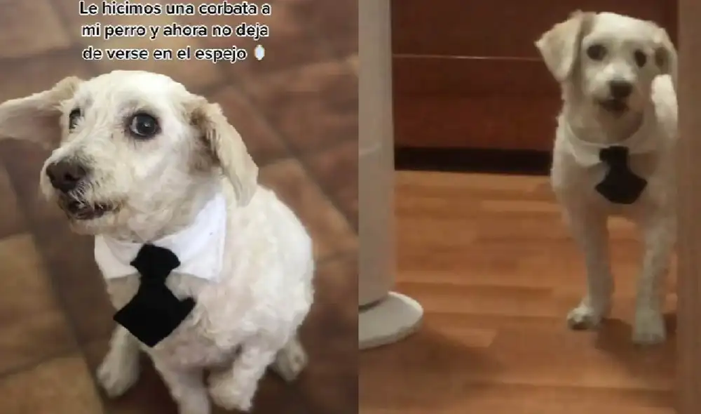 El can se mostró feliz con su nueva prenda de vestir. Foto: captura de TikTok