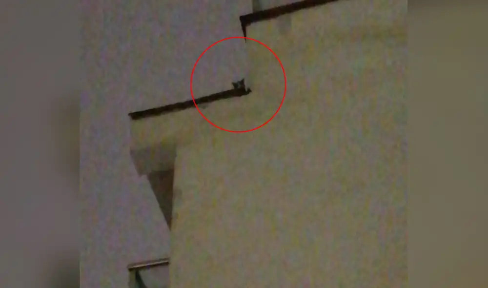 Gatito fue visto por primera vez el 15 de abril. Foto: Daniella Vásquez Gandolfo
