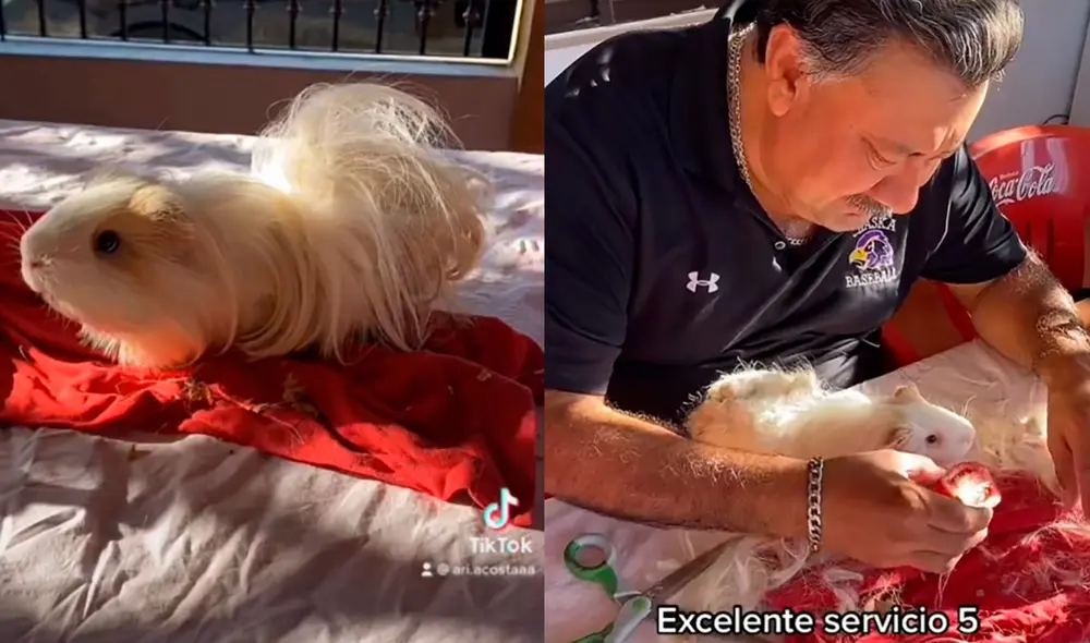 El pequeño cuy fue cuidado por su dueño para tener un nuevo cambio de look. Foto: captura de TikTok El pequeño cuy fue cuidado por su dueño para tener un nuevo cambio de look. Foto: captura de TikTok
