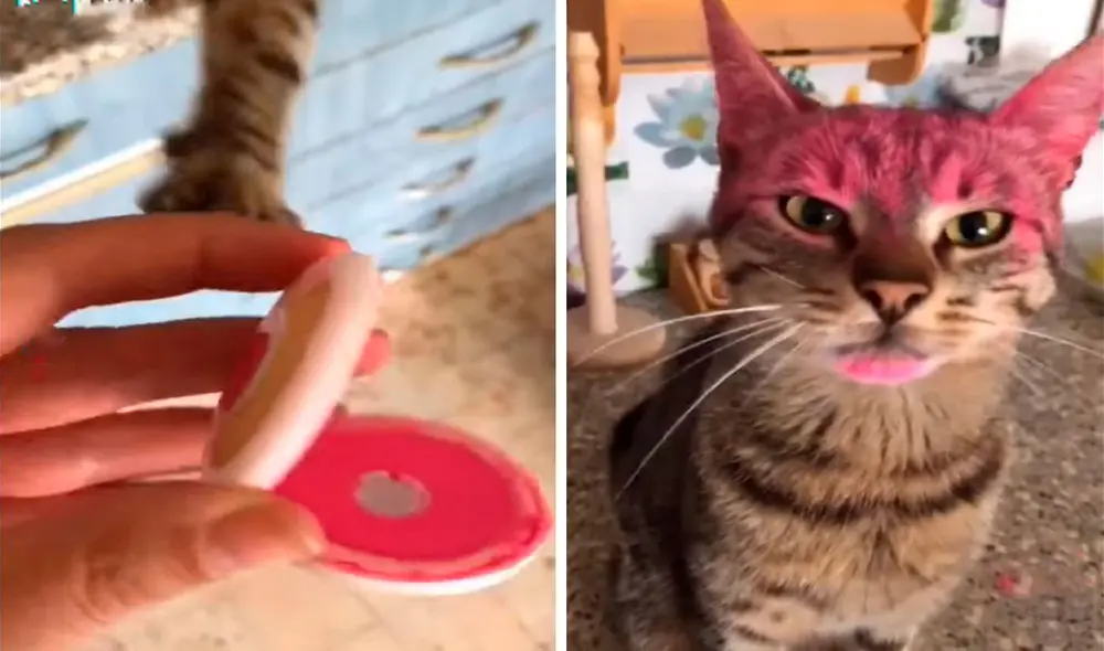 Una mujer regresó a su casa después de unas horas, sin imaginar que su mascota haría de las suyas en su ausencia. Foto: captura de Facebook