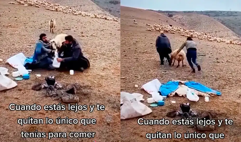 Los borregos intentaron huir luego de quitarles la comida a los jóvenes. Foto: captura de TikTok