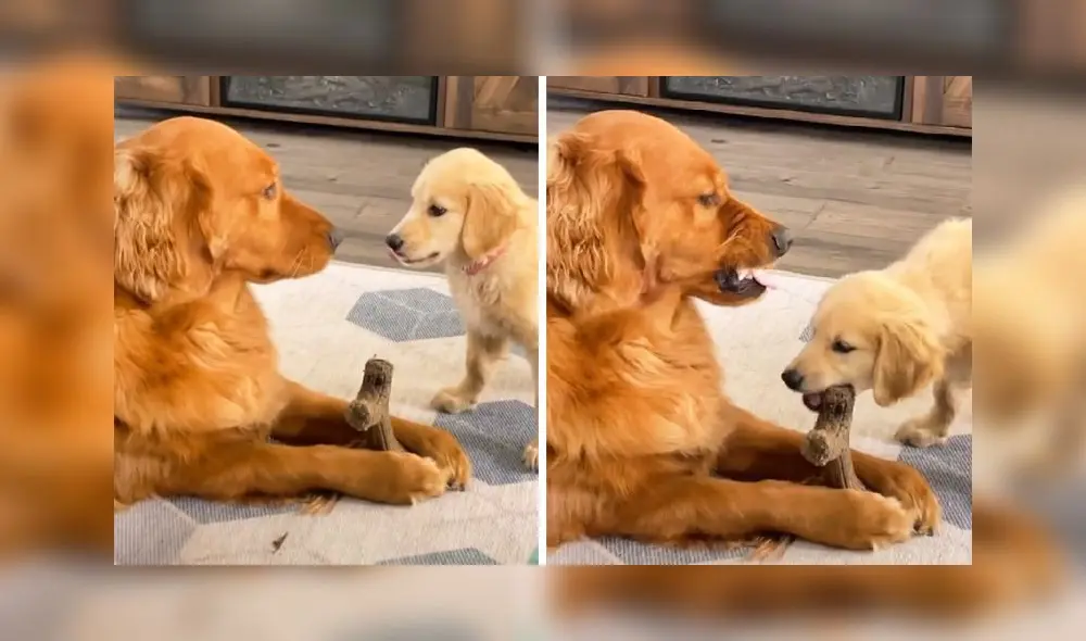 El clip sumó alrededor de 5 millones de 'me gusta'. Foto: TikTok