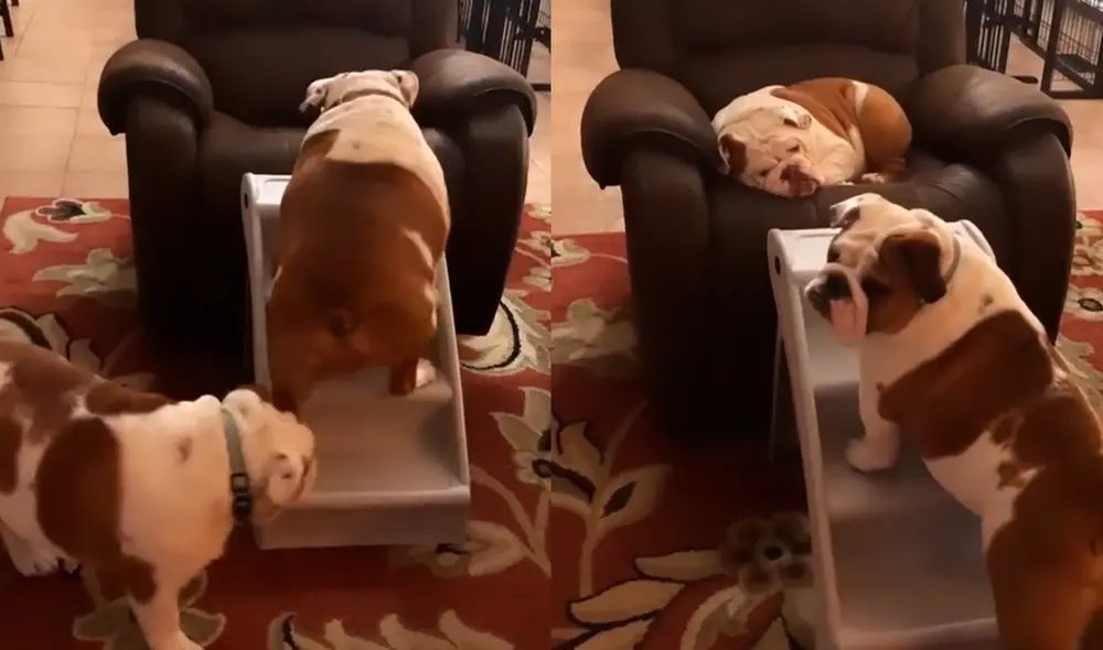 Las mascotas aprovecharon el regalo de su 'mamá' humana para intentar dormir en el mueble. Foto: captura de TikTok