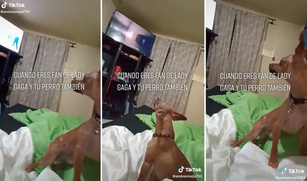 La reacción del perrito al escuchar la canción ''Bad Romance'' conmovió a los usuarios en redes sociales. Foto: captura de TikTok