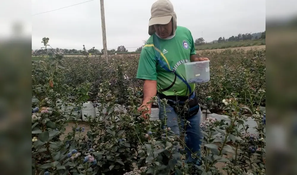 Palo Redondo dará agua a pequeños agricultores de Chao, Virú y Moche. Foto: PECh Palo Redondo dará agua a pequeños agricultores de Chao, Virú y Moche. Foto: PECh