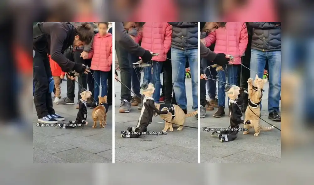 El entretenido clip obtuvo más de 450.000 reproducciones. Foto: TikTok
