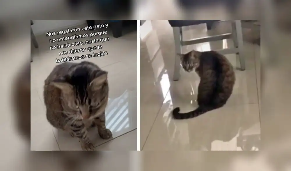 El clip obtuvo más de 4 millones de reproducciones. Foto: TikTok