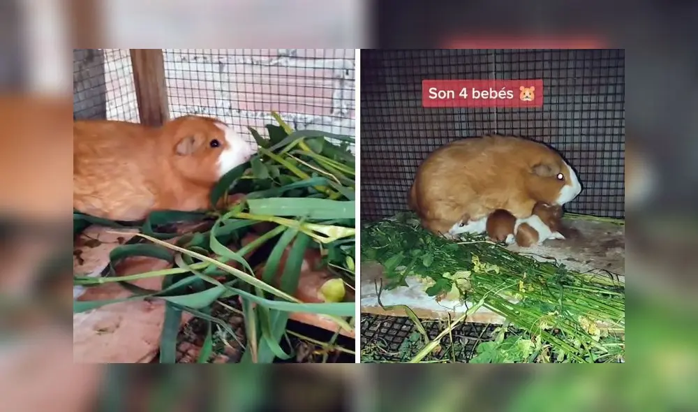 La autora del clip contó que el tiempo de gestación del cuy dura 2 meses. Foto: TikTok