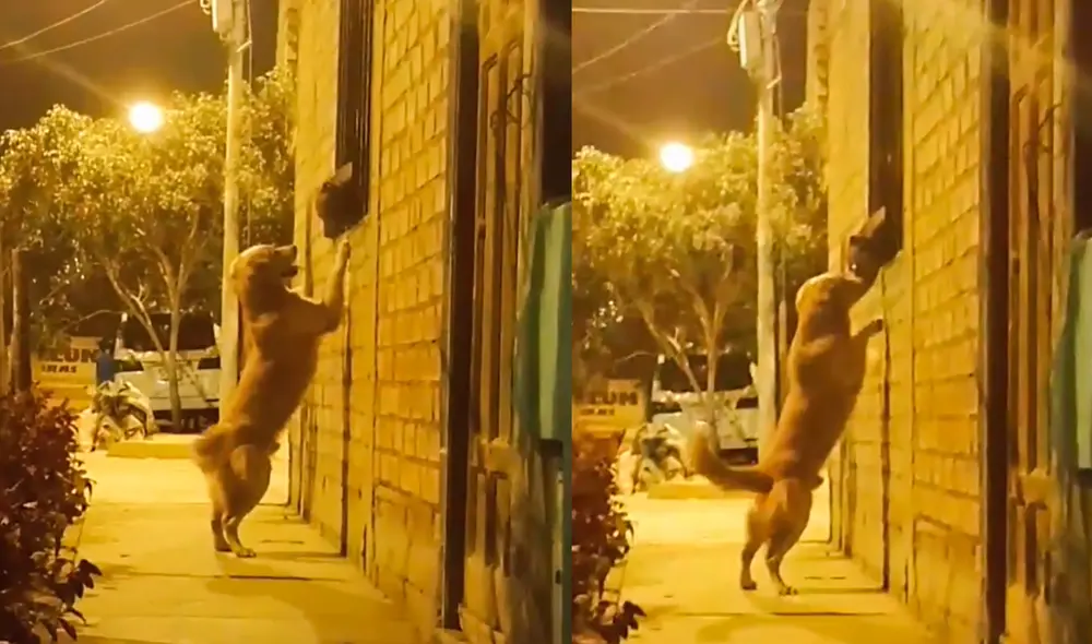 Los perritos aprovecharon que una ventana estaba abierta para poder encontrarse. Foto: captura de TikTok Los perritos aprovecharon que una ventana estaba abierta para poder encontrarse. Foto: captura de TikTok