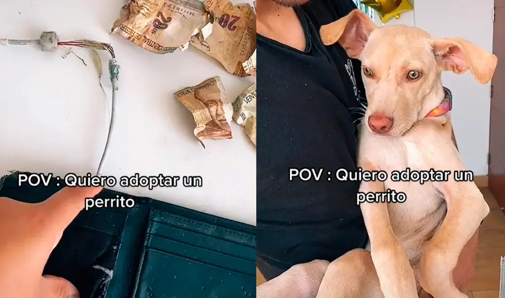 La mascota mostró una mirada de arrepentimiento para ser perdonado por su dueño. Foto: captura de TikTok