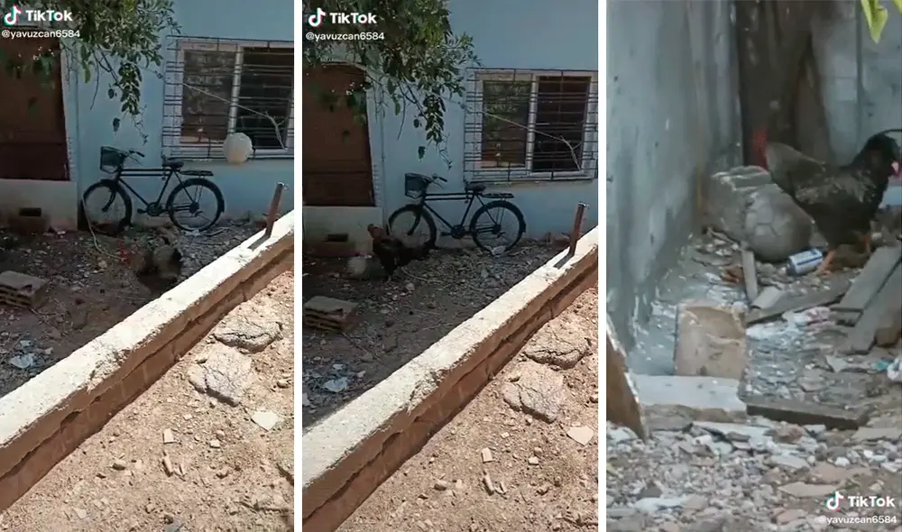 El gallo pateaba y picaba la pelota logrando llamar la atención de miles de cibernautas. Foto: captura de TikTok