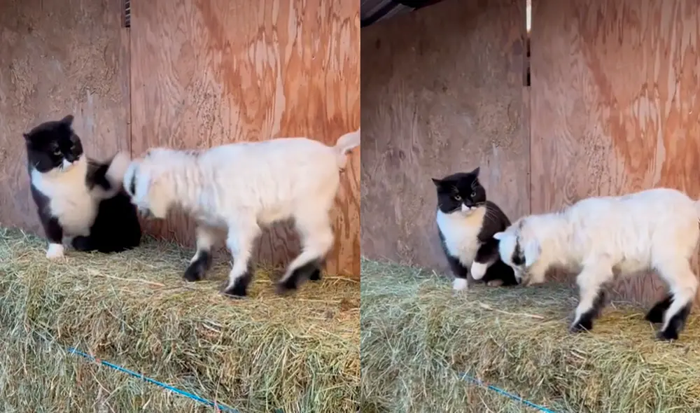 Tatertot no pudo volverse amiga del felino, por lo que se retiró del granero para evitar ser lastimado. Foto: captura de TikTok Tatertot no pudo volverse amiga del felino, por lo que se retiró del granero para evitar ser lastimado. Foto: captura de TikTok