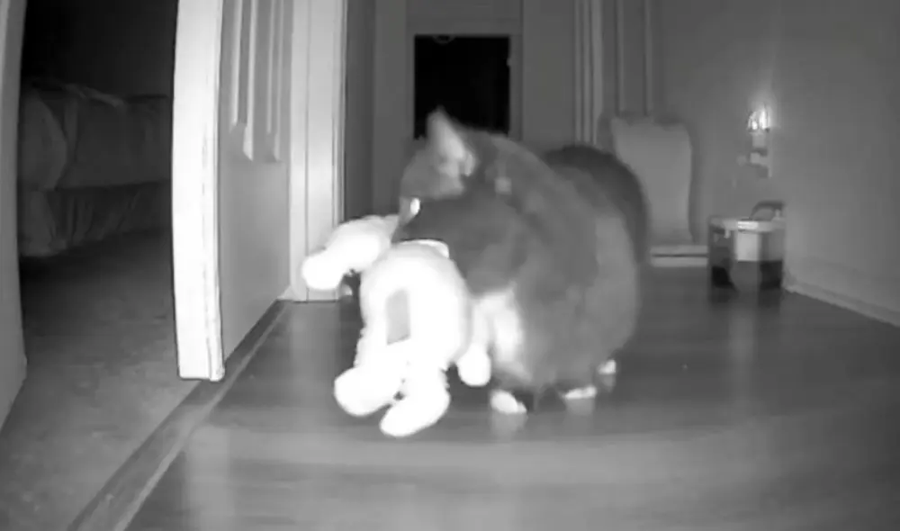 Los usuarios compartieron sus experiencias con sus mascotas en los comentarios. Foto: TikTok