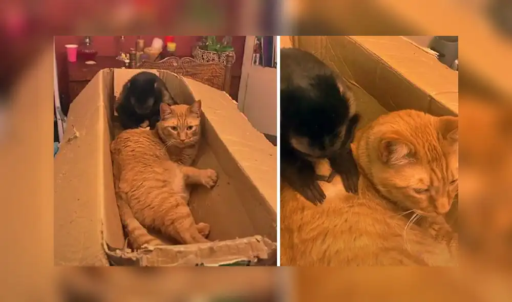 El video sumó alrededor de 2 millones de visualizaciones. Foto: TikTok