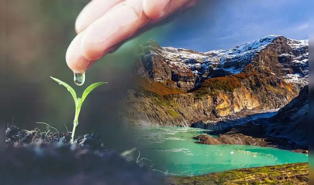 Se busca restaurar los bosques endémicos de los Andes para solucionar la problemática del agua. Foto: composición de Rocío Carvajal/ La República