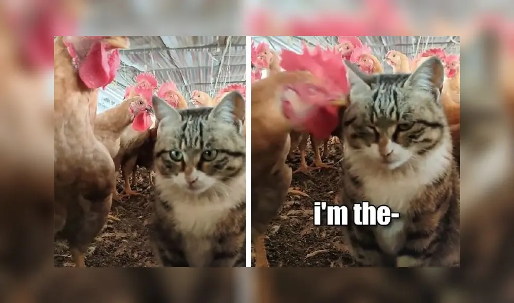 El clip consiguió alrededor de 260.000 reproducciones en la red social. Foto: TikTok