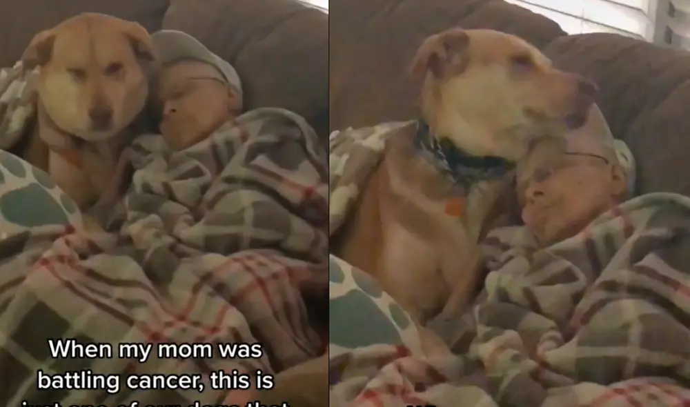 El perrito se queda a lado de su ama para que así se sienta acompañada. Foto: captura de TikTok