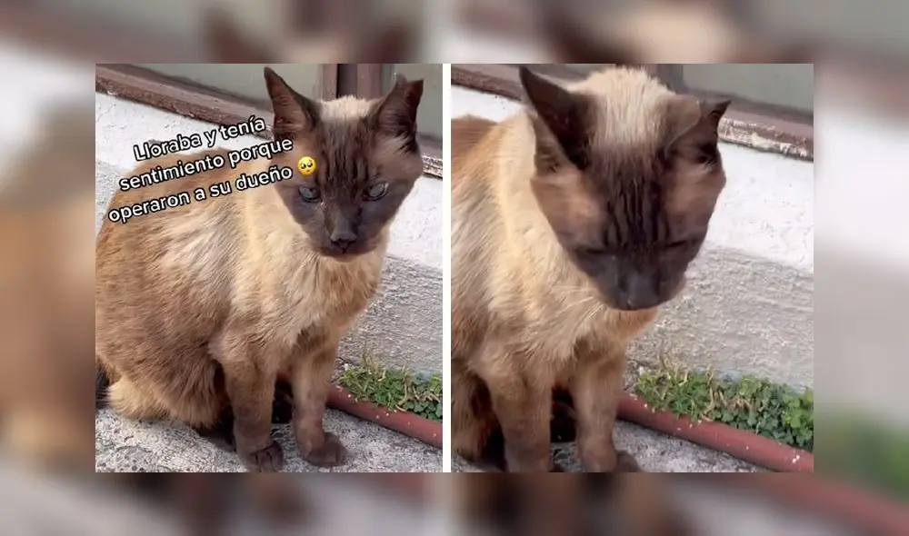 La conmovedora escena obtuvo 60.400 ‘me gusta’. Foto: TikTok