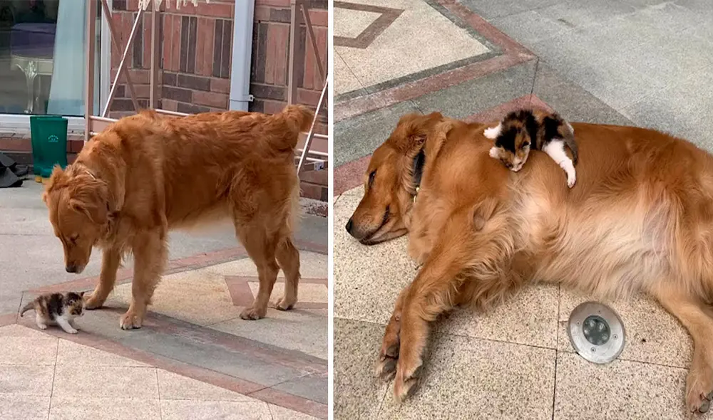 El joven persiguió a sus mascotas luego de que escuchó unos fuertes ruidos, sin imaginar que hallaría al animal de poco tiempo de nacido. Foto: Zach Hearn/ Facebook
