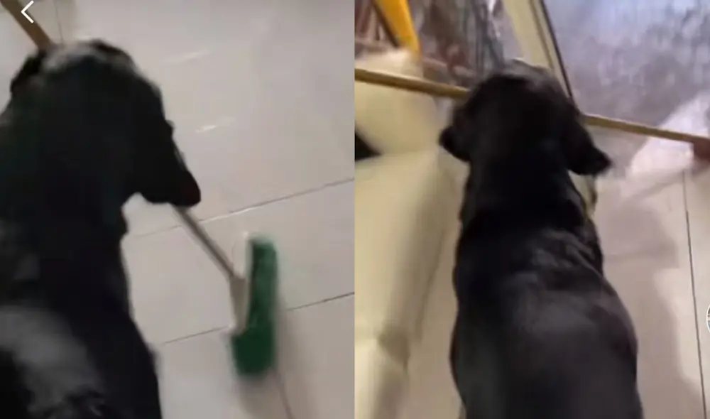 El video es viral en TikTok y en otras redes sociales. Foto: TikTok