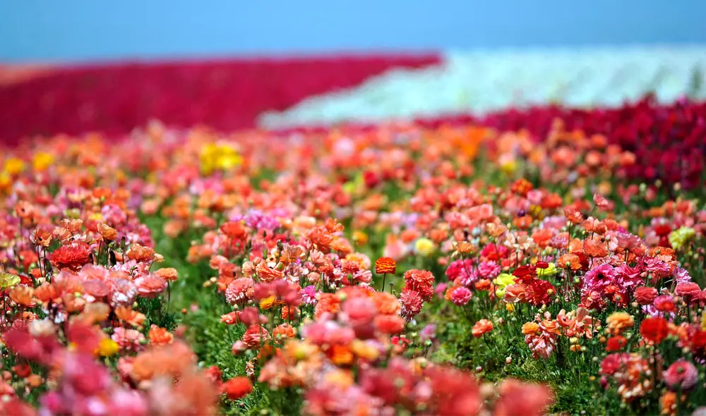 El significado de soñar con flores varía según el color que estas tenían. Foto: AFP
