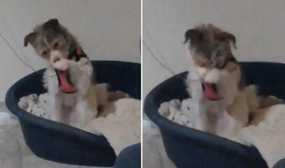 La viral escena compartida por @sherezade_princess logró obtener miles de reproducciones en las diferentes plataformas sociales. Foto: captura de TikTok