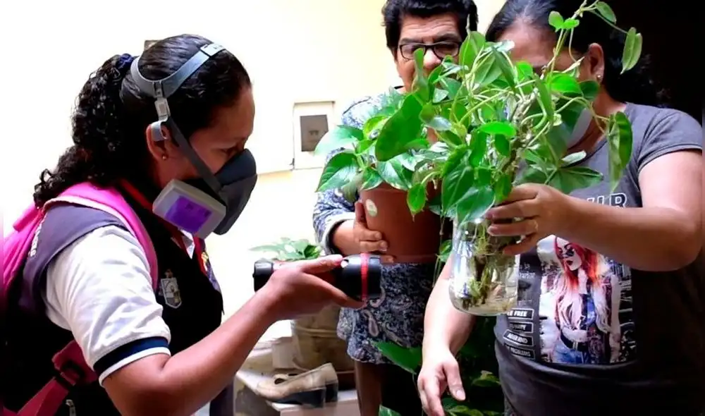 La Geresa recomienda reemplazar el agua de los floreros por arena húmeda. Foto: Geresa Lambayeque.