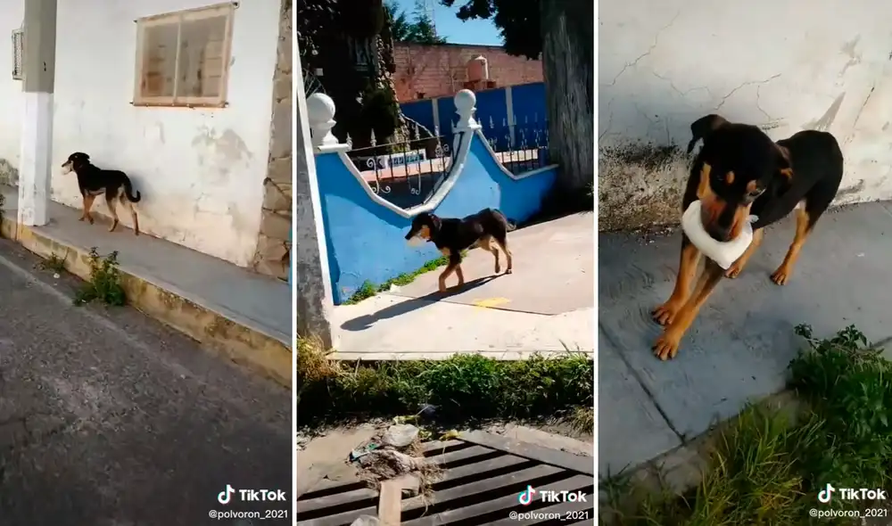 El perrito caminó rápidamente para evitar que lo atrapen con la bolsa. Foto: captura de TikTok El perrito caminó rápidamente para evitar que lo atrapen con la bolsa. Foto: captura de TikTok