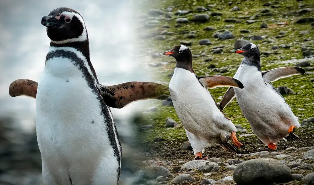 Su cola les ayuda a mantener el equilibrio al caminar y por eso se desplazan sobre el hielo con su particular movimiento tambaleante. Foto: composición LR/Gerson Cardoso